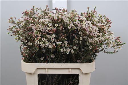 <h4>Chame Un Ella</h4>