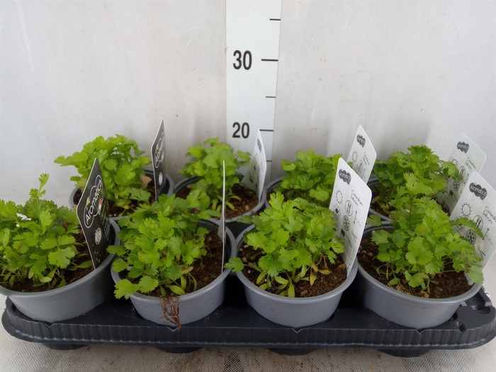 <h4>Coriandrum sativum</h4>
