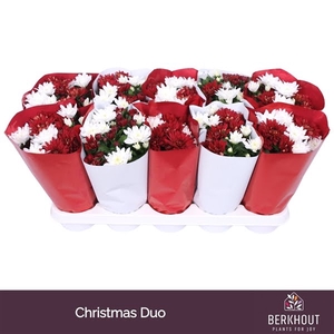 Chrysant red - white mix in pot