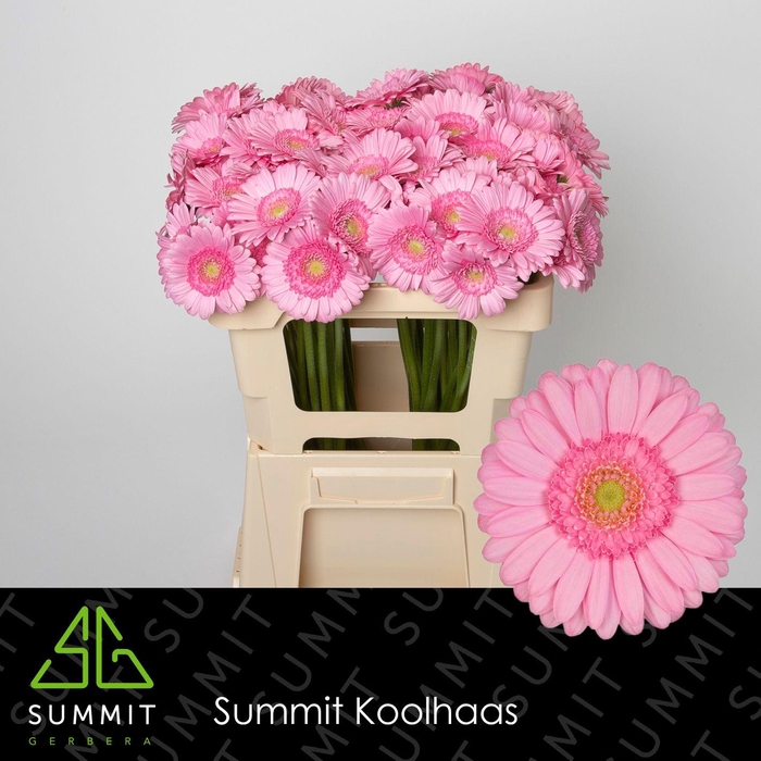 <h4>GE MI KIMSEY</h4>