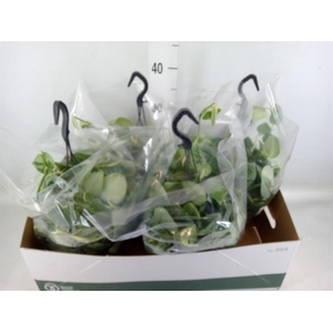 Scindapsus pictus 'Silvery Ann'