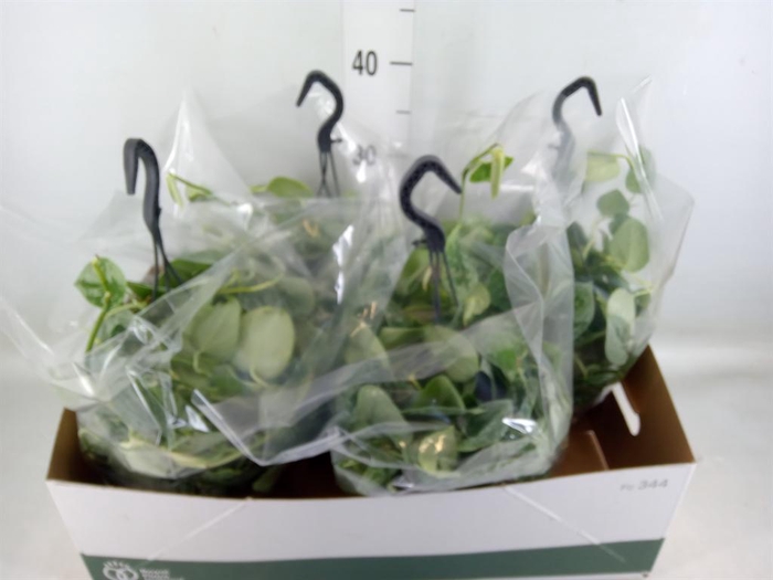 <h4>Scindapsus pictus 'Silvery Ann'</h4>