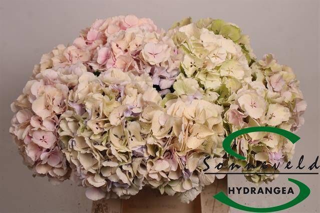 <h4>HYDR M CH VERENA CL</h4>