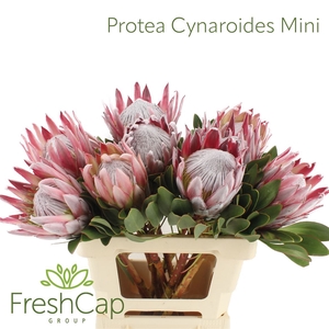 Protea Cynaroides Mini