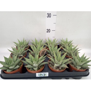 Haworthia limifolia 'Spider White'