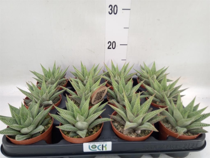 <h4>Haworthia limifolia 'Spider White'</h4>