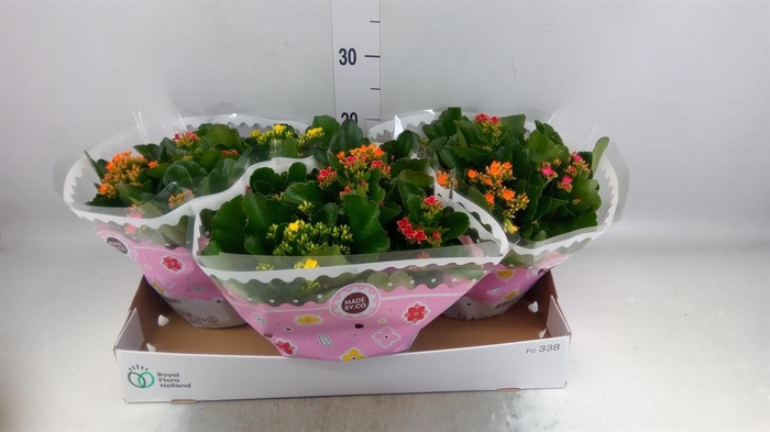 <h4>Kalanchoe blos.   ..mix in pot</h4>