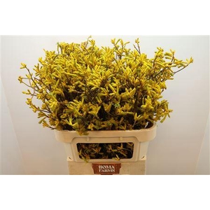 Anigoz Yellow