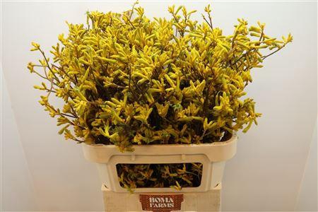 <h4>Anigoz Yellow</h4>