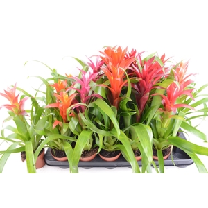 BROMELIA GEM 6 SRT