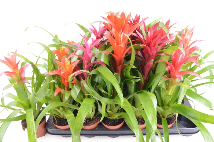 BROMELIA GEM 6 SRT