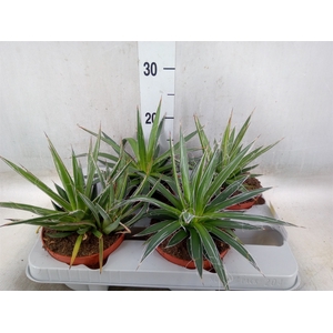 Agave filifera