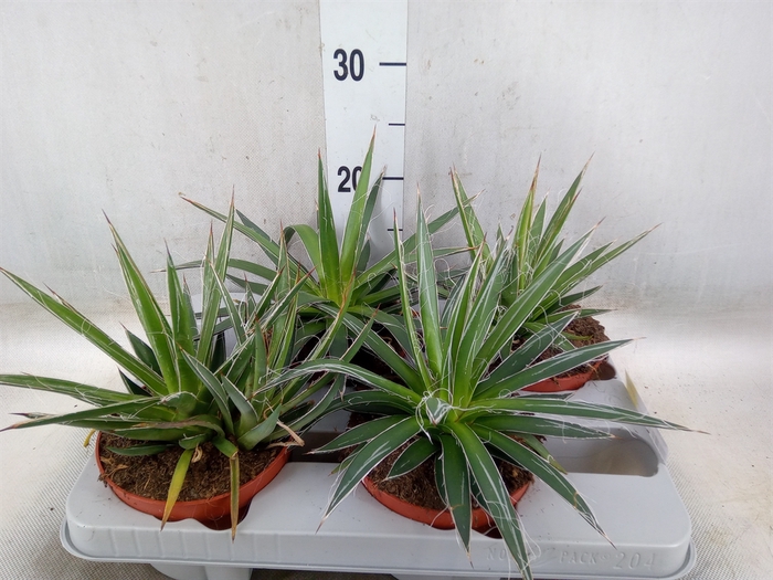 <h4>Agave filifera</h4>