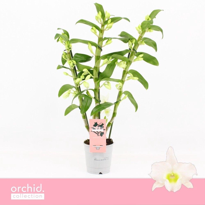 <h4>Dendrobium Nobilé, Apollon 3-spike 65+ cm 'Orchid Collection'</h4>