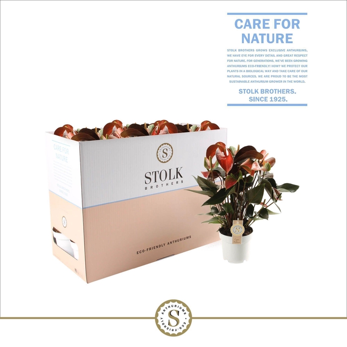 <h4>Rainbow Champion 14cm in Ecobox</h4>