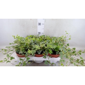 Hedera helix 'White Wonder'