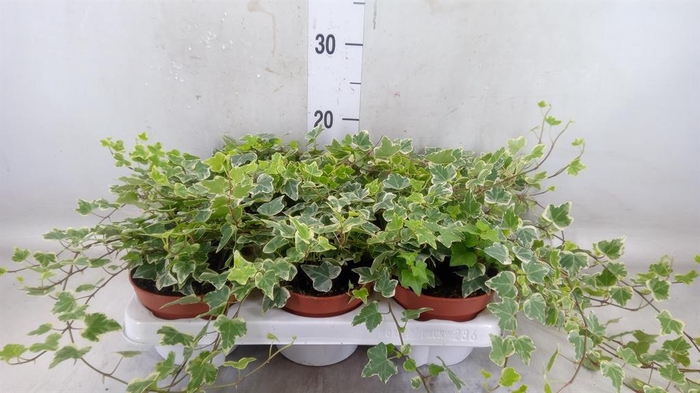 <h4>Hedera helix 'White Wonder'</h4>