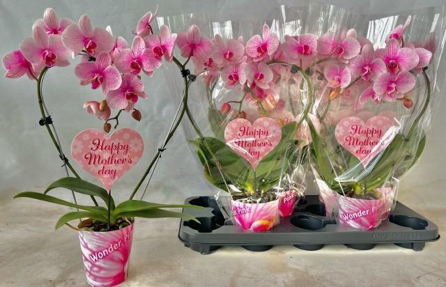 <h4>PHAL OV ROZE</h4>