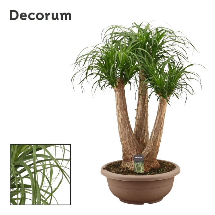 <h4>Beaucarnea vertakt compact in 40 cm schaal (Decorum)</h4>