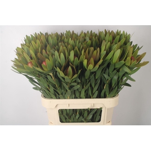 Leucad Ayoba Sky Ex Nut