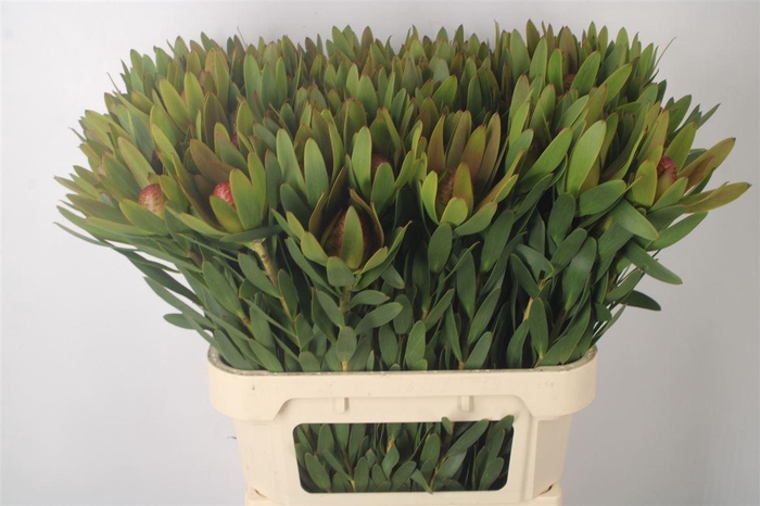 <h4>Leucad Ayoba Sky Ex Nut</h4>