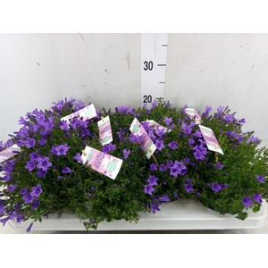 Campanula porten. 'Ambella In Prpl'