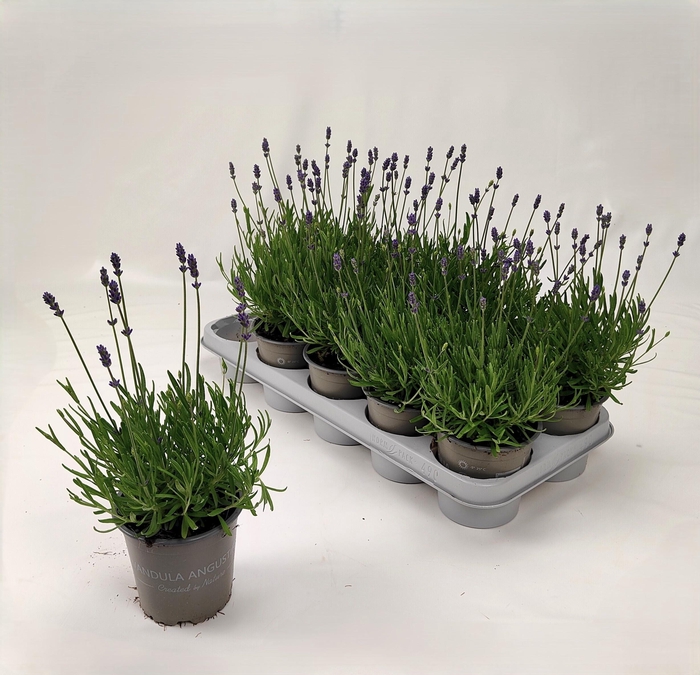 arr8 Lavan An Essence Pur