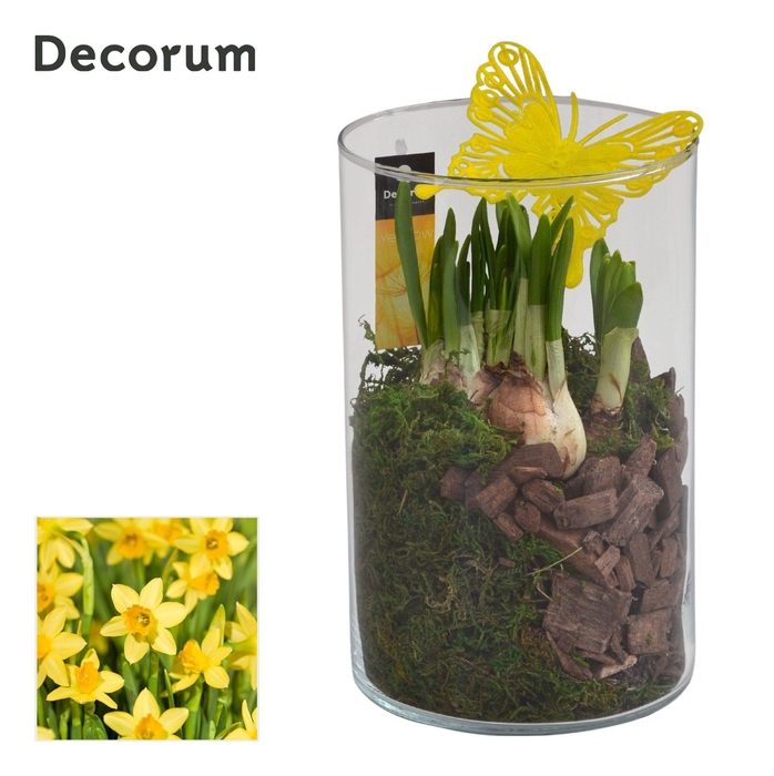 <h4>Narcis Like Nobody HL16153N</h4>