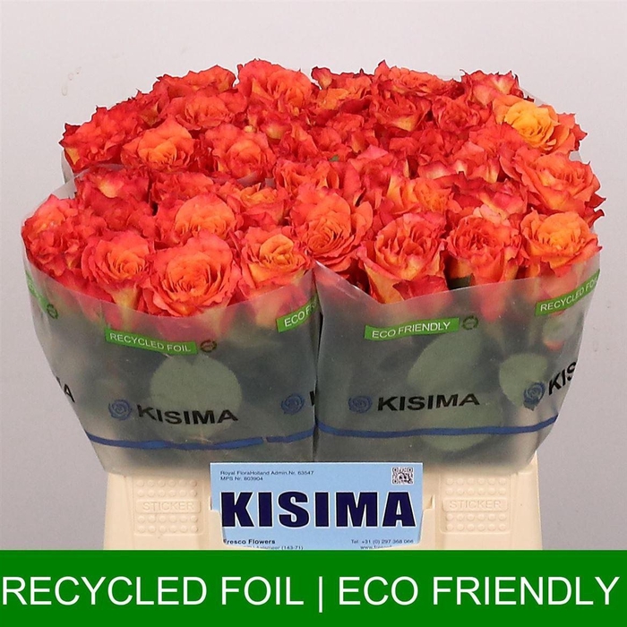 <h4>R Gr Free Spirit</h4>