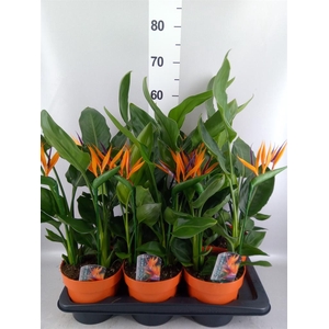 Arr.  Strelitzia L%