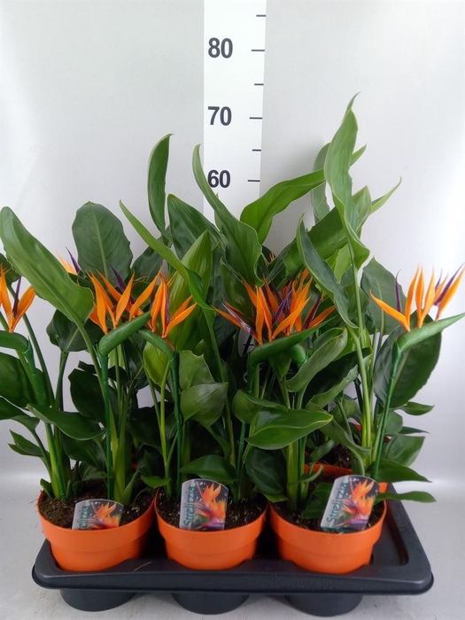 <h4>Arr.  Strelitzia L%</h4>