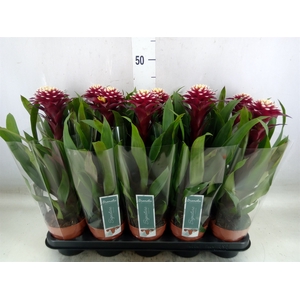 Guzmania  'Francesca'