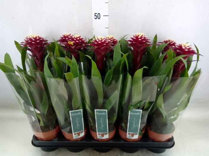 <h4>Guzmania  'Francesca'</h4>