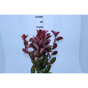 FOLHAGEM PHOTINIA VERMELHO 070 CM