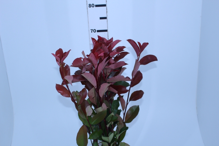 FOLHAGEM PHOTINIA VERMELHO 070 CM