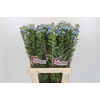 Oxypetalum Tweedia Blue