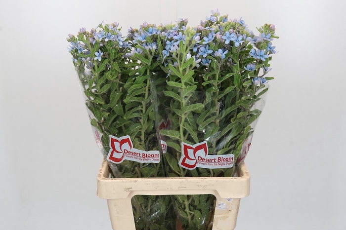 <h4>Oxypetalum Tweedia Blue</h4>