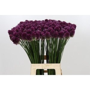 Allium Sphaerocephalon