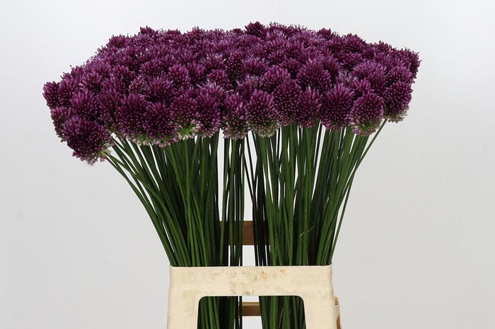 <h4>Allium Sphaerocephalon</h4>