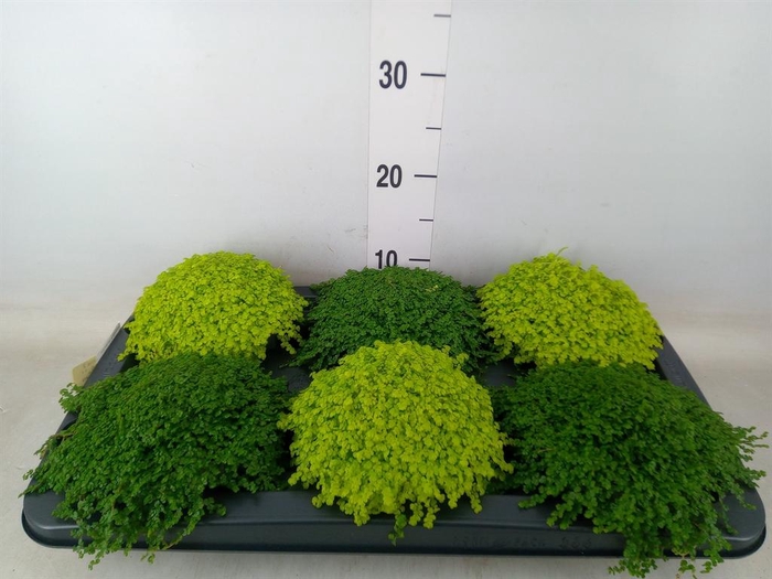 <h4>Soleirolia soleirolii   ...mix 2</h4>