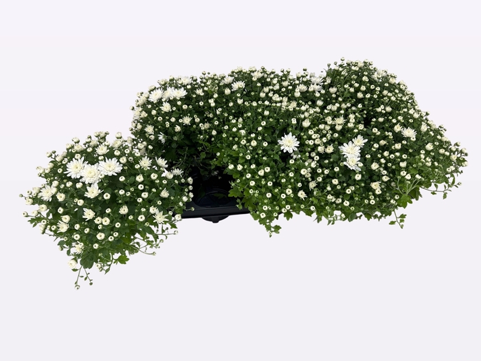 <h4>CHRY FAIR WHITE</h4>