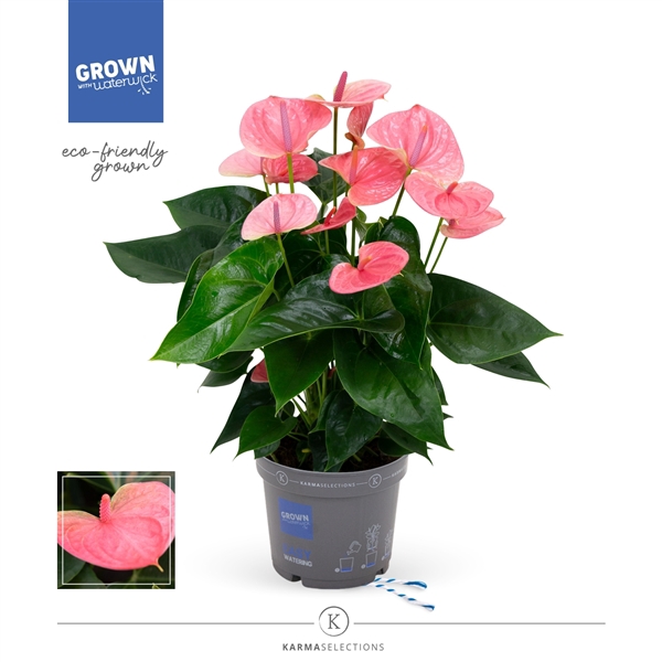 <h4>Anthurium - Sweet Dream | 17cm</h4>