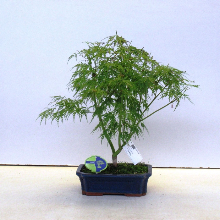 <h4>Acer palmatum seiryu 25 cm.</h4>