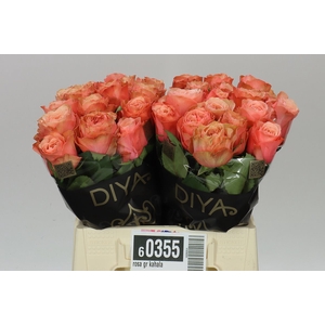 Rosa Gr Kahala
