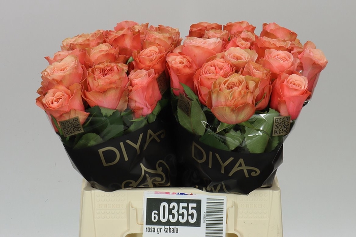 <h4>Rosa Gr Kahala</h4>