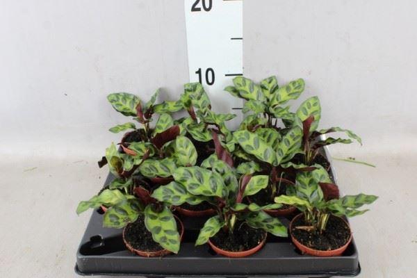 <h4>Calathea ...</h4>