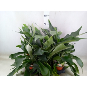 Platycerium bifurc.