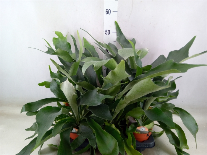 <h4>Platycerium bifurc.</h4>