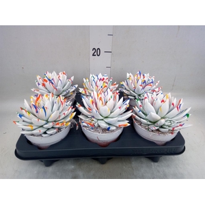 Echeveria  'Miranda'