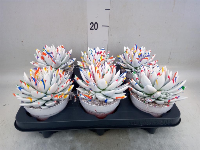 <h4>Echeveria 'Miranda'</h4>